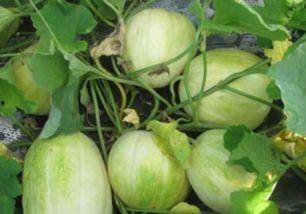 网瓜什么时间种最合适吃,把握时机，美味尽享”