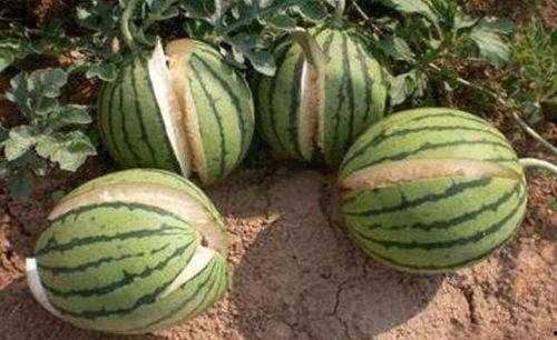 潍坊吃瓜网红事件真相,揭秘背后真相与网络舆论的漩涡