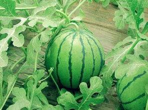 天津吃瓜小网红有哪些名字,瓜界风云人物大盘点