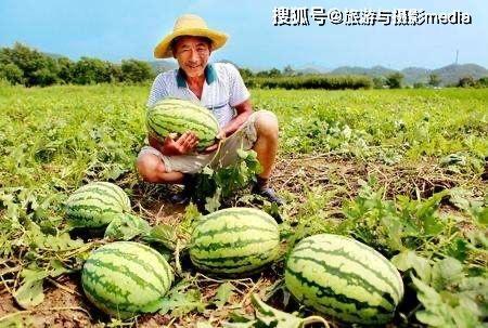 爆料吃瓜的瓜农,揭秘娱乐圈那些不为人知的秘密