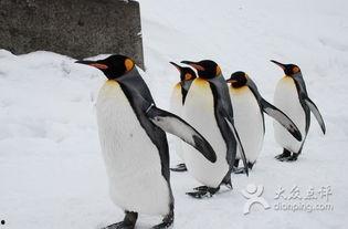 企鹅吃瓜爆料图片高清,高清图揭秘娱乐圈幕后风云