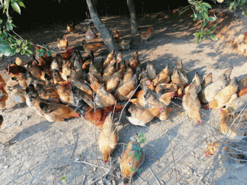 吃鸡网红吃瓜,揭秘吃鸡界的“瓜田”风云