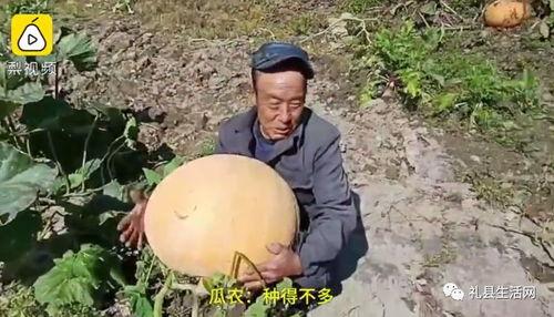 礼县吃瓜网红事件真相是真的吗,真相揭秘，还原事件始末