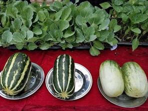 娱乐吃瓜壁纸高清,捕捉娱乐圈瞬间精彩